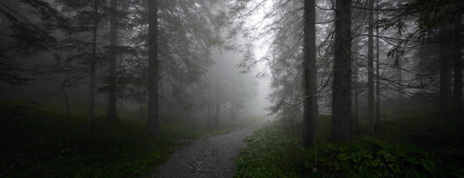 Clouds and ancient forests